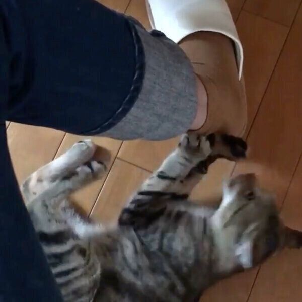 飼い主さんの靴下に付いたしっぽを狙う猫たち