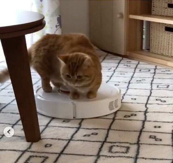 お掃除ロボットに乗るぷてぃこちゃん