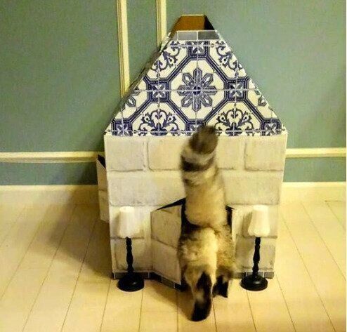 段ボールハウスに入る猫の後ろ姿