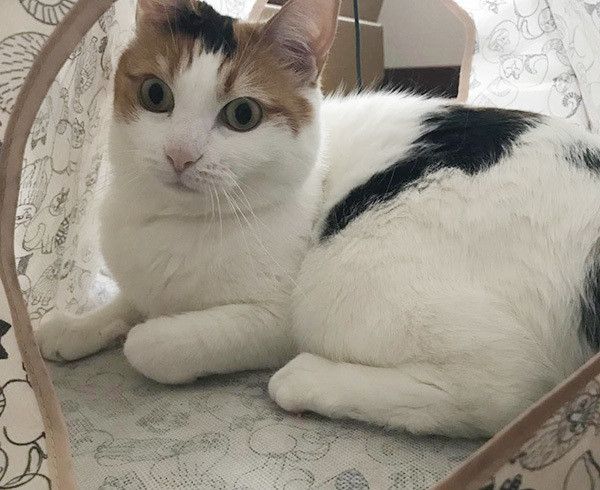 くつろぐ猫