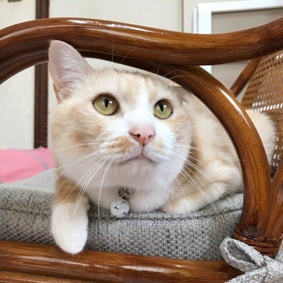 イスに座る猫