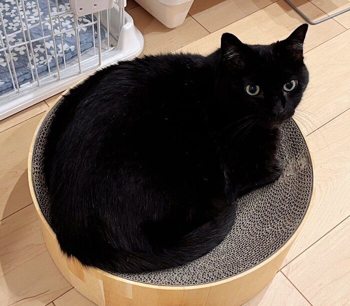 くつろいでいる猫