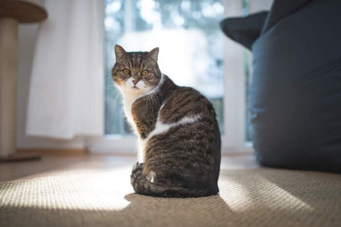 座っている猫