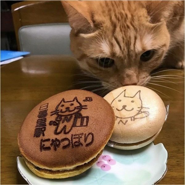 にゃっぽり