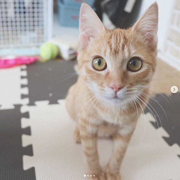 見つめる猫