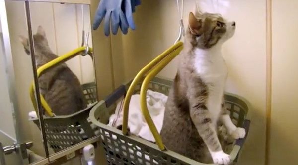虫に夢中な猫