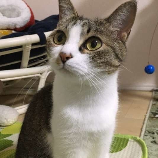 見つめる猫