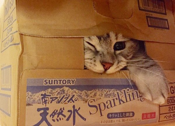 箱に入る猫