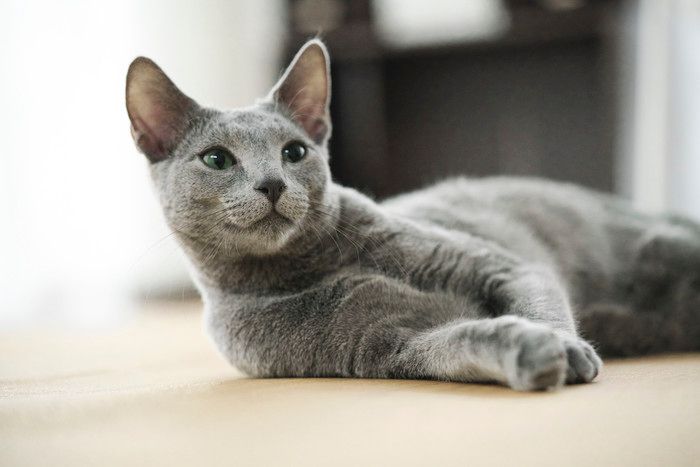 ©2018 『猫は抱くもの』製作委員会