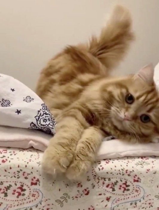 こてんと寝転がるちくわちゃん