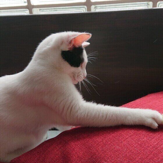ちょいちょいする猫(メス、MIX)