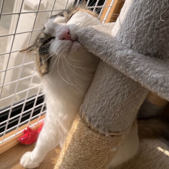 キャットタワーにスリスリするミケ猫