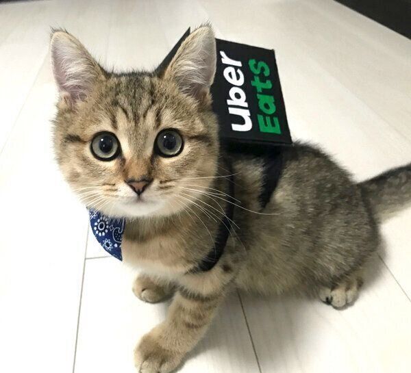 飼い主さんお手製のUber Eatsのリュックを背負うみにらくん