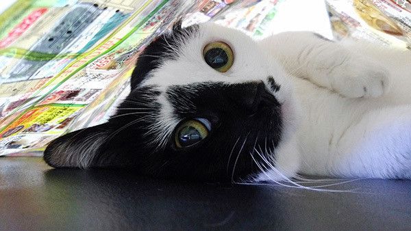 見つめる猫