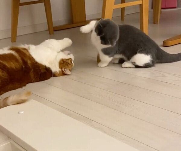 じゃれ合うココタくんとコスケくん