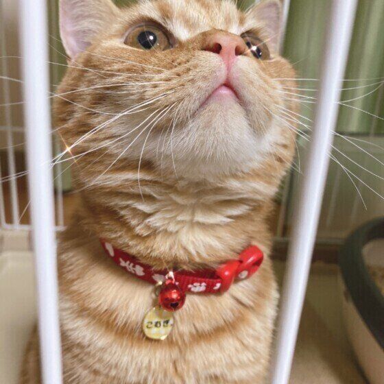 こむぎ。ちゃん(スコティッシュフォールド)