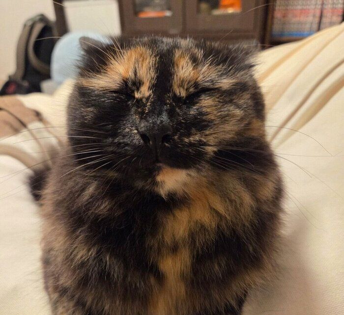 まん丸な顔のピノちゃん