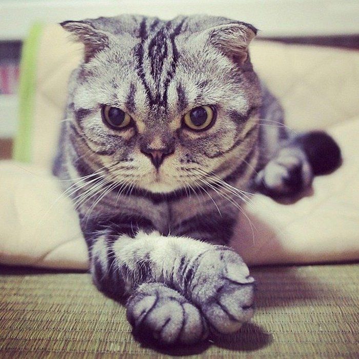 @tacos_cat