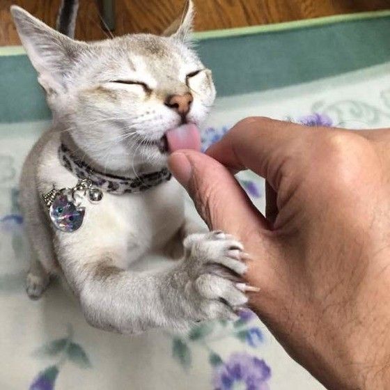 人の指をなめるシンガプーラ