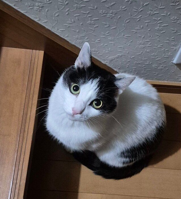 2階にいる飼い主さんを呼ぶこたろうくん。