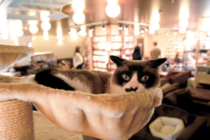 東京 池袋 豊島 猫カフェ 猫の居る休憩所299