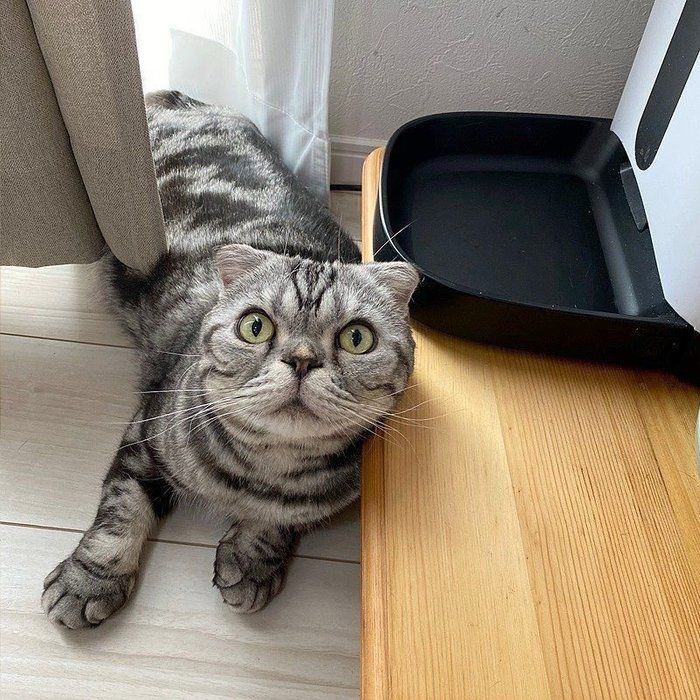 @tacos_cat