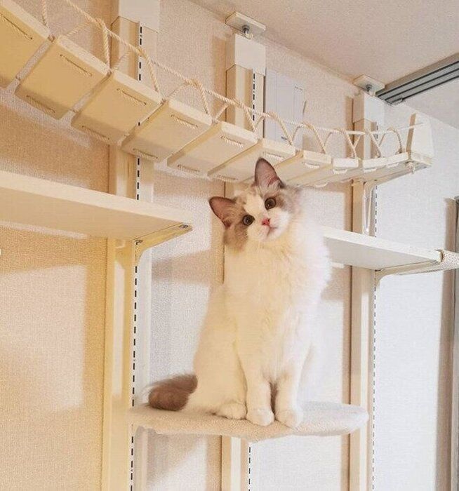 キャットタワーとラグドール