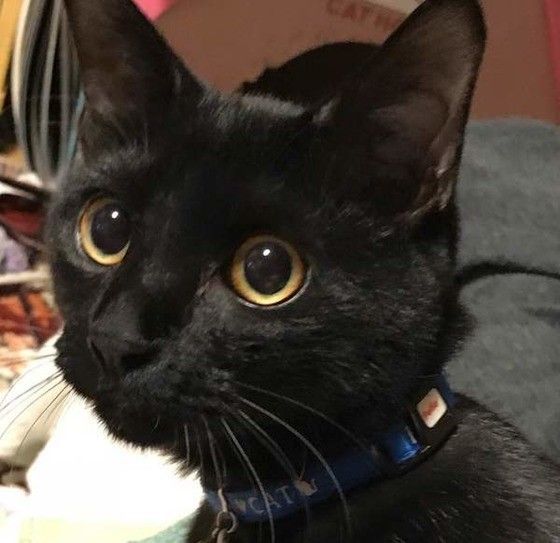 怖がる猫