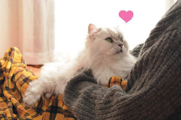 膝に乗る猫