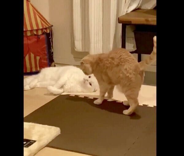 もろみちゃんの突然のキスに驚くむくちゃん