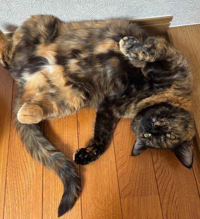 寝転がるまるちゃん