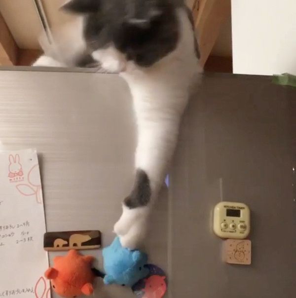 態度が豹変する猫