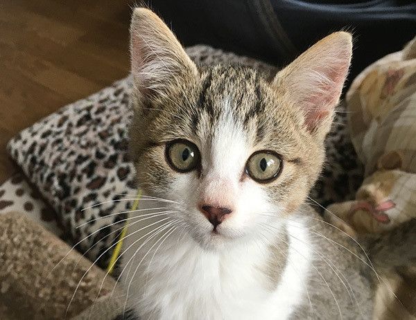 見つめる猫