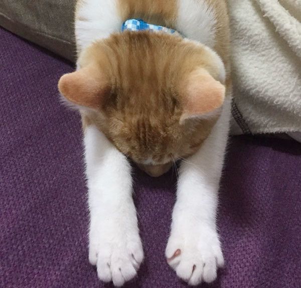 眠る猫