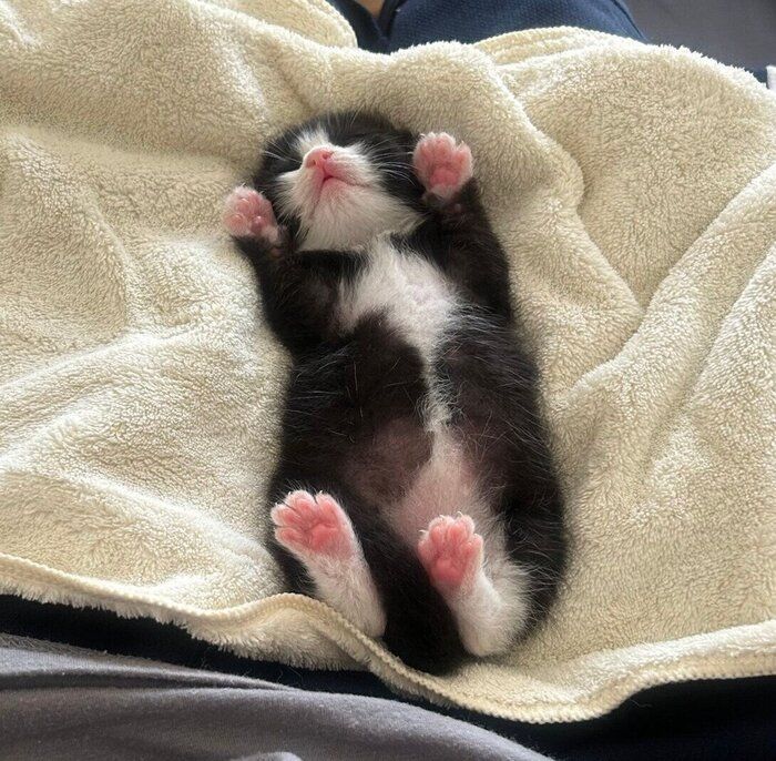 ゴミ捨て場で見つかった生後間もない保護子猫 家族の愛に包まれ“別猫”のように成長!