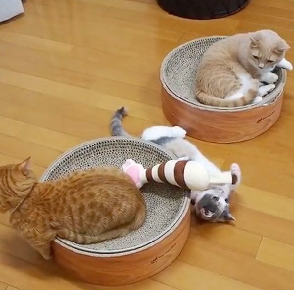 遊ぶマンチカン