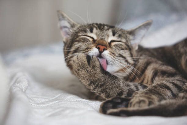 かわいいトラ猫