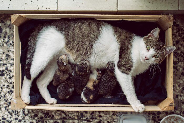 画像/iStock、Getty Images Plus