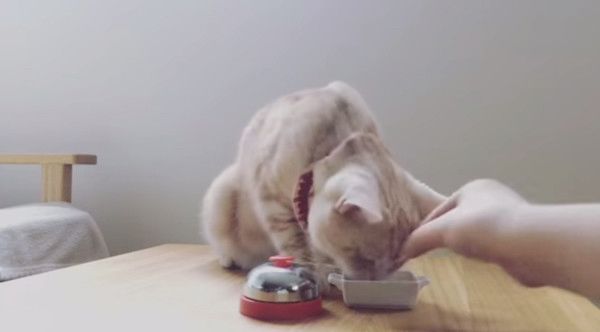呼び鈴