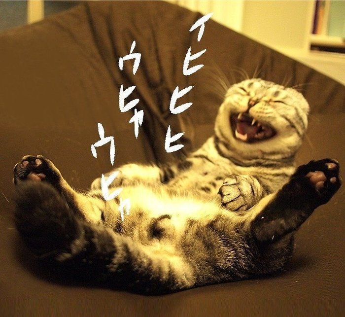 @tacos_cat