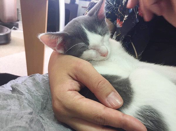 眠る子猫