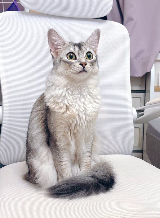 椅子の上に座っているソマリ