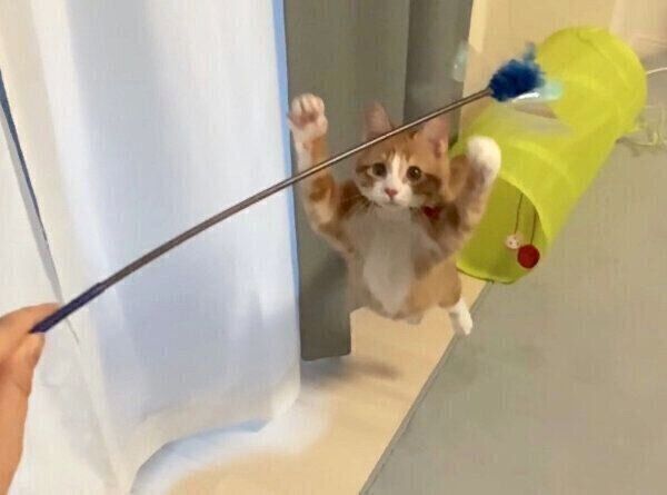猫じゃらしで遊ぶいなりくん