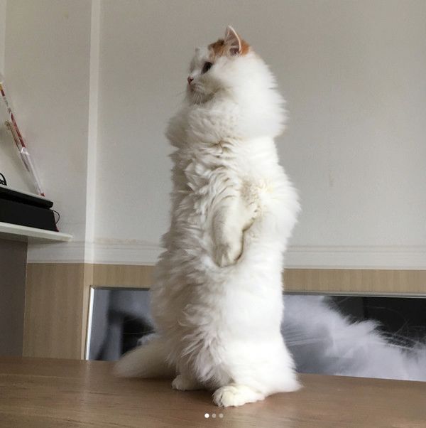 直立不動の猫