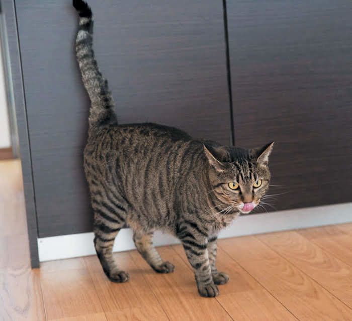 東さん宅の猫