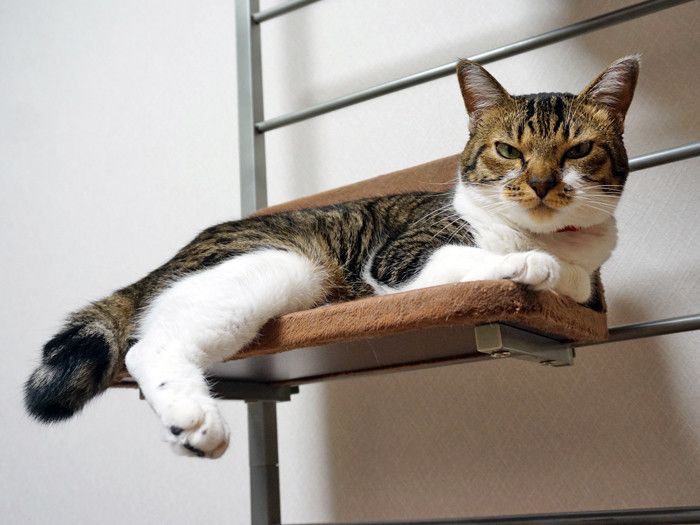 警戒心の強さって猫によってだいぶ違うんです 本日もねこ晴れなりvol 163 ねこのきもちweb Magazine