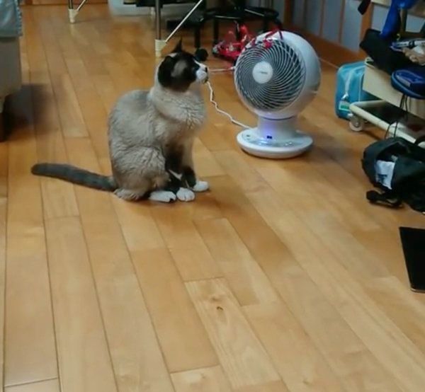 エアーサーキュレーターを見る猫