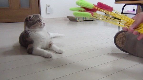 猫じゃらしと猫