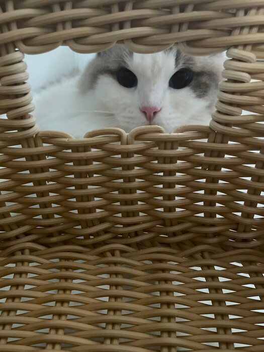 3才のラグドール