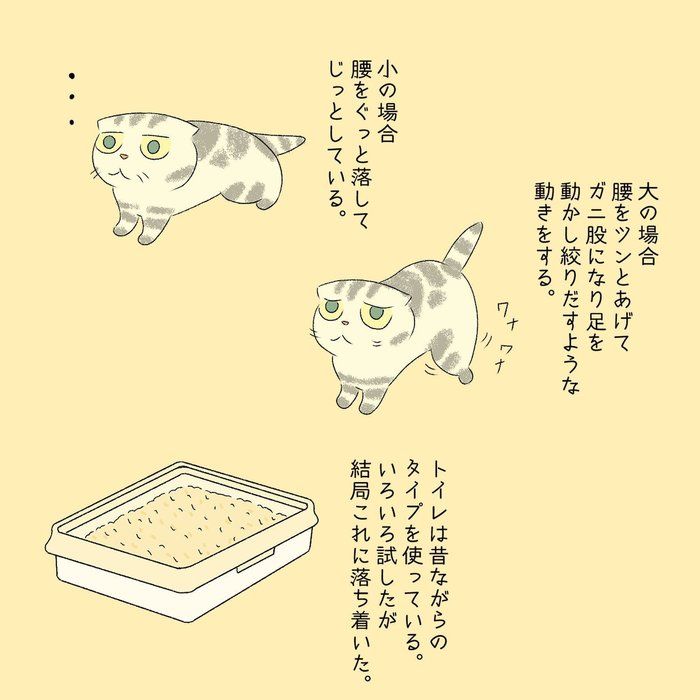@tacos_cat